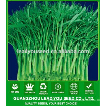MWS03 Qigeng зеленый стебель зеленый шпинат поставщик семян водой 